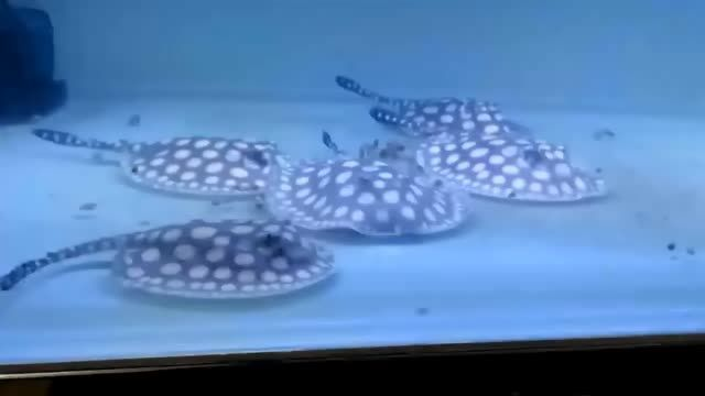 皇冠黑白魟魚繁殖培育到現(xiàn)在，還是覺得老版純血皇冠黑...：皇冠黑白[需手動填充]繁殖培育到現(xiàn)在，還是覺得老版純血皇冠黑白魟魚好看