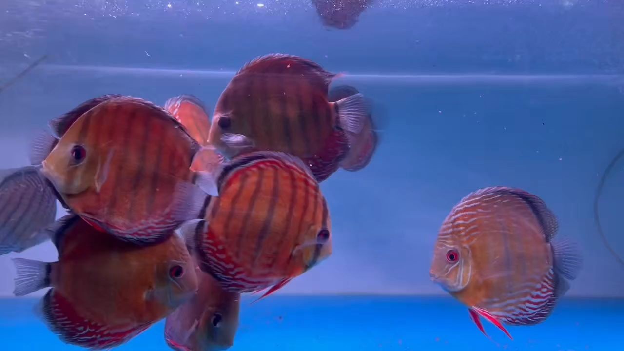 [2025]酷睿皮亞紅彩15-17Cm（野彩魚(yú)批發(fā)）：酷睿皮亞紅彩15-17cm野彩魚(yú)批發(fā)
