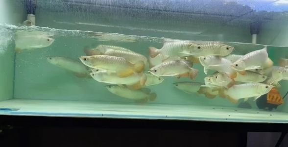 飼料 過背金龍魚:水族界的璀璨明珠 過背金龍魚 過背金龍魚:水族界的璀璨明珠 過背金龍魚:水族界的璀璨明珠 過背金龍魚