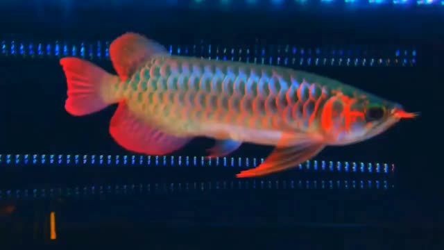 2025綠皮辣椒紅龍魚：2025年的綠皮辣椒紅龍魚 2025綠皮辣椒紅龍魚：2025年的綠皮辣椒紅龍魚 綠皮辣椒小紅龍