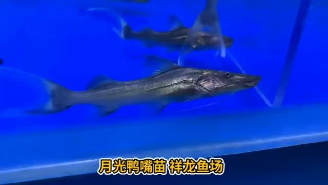 月光鴨嘴魚苗批發：月光鴨嘴魚苗批發服務