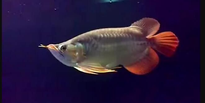 25公分短身紅龍魚：25公分短身紅龍魚是一種小型觀賞魚，以其獨特的紅色鱗片和色彩而聞名 25公分短身紅龍魚：25公分短身紅龍魚是一種小型觀賞魚，以其獨特的紅色鱗片和色彩而聞名 短身紅龍魚