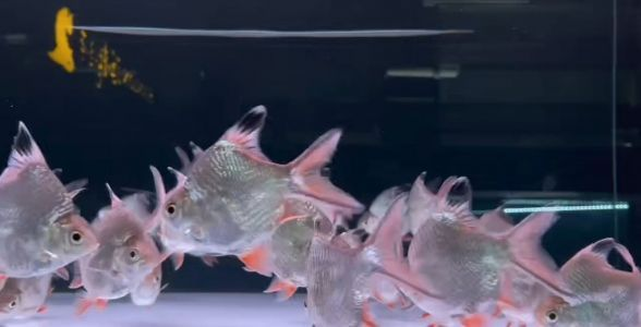 飼料 元寶鯽魚:古老與現代的完美融合,水族箱中的新寵 元寶鯽 元寶鯽魚:古老與現代的完美融合,水族箱中的新寵 元寶鯽魚:古老與現代的完美融合,水族箱中的新寵 元寶鯽