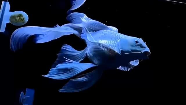 漂亮的蝴蝶鯉魚：蝴蝶鯉魚是一種美麗的觀賞魚，以其獨特的色彩和優雅的形態著稱 漂亮的蝴蝶鯉魚：蝴蝶鯉魚是一種美麗的觀賞魚，以其獨特的色彩和優雅的形態著稱 蝴蝶鯉