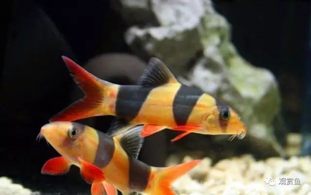 小三間鼠魚：小三間鼠魚的做法 小三間鼠魚：小三間鼠魚的做法 三間鼠魚