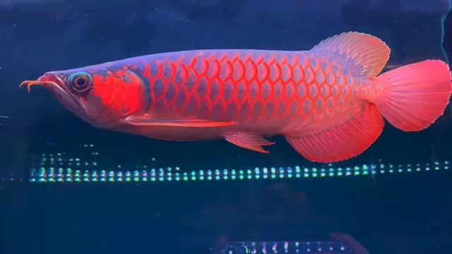 [2025]2025-30公分超血紅龍魚2，-30公分超血紅龍魚2，2025年30公分超血紅龍魚2，珍稀品種與養殖指南，2025年珍稀30公分超血紅龍魚2，品種特性與專業養殖指南