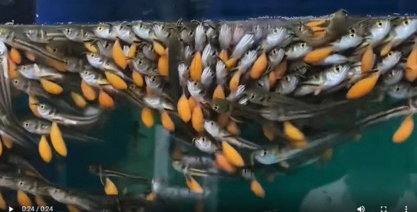 銀龍苗：未來銀色巨龍的起點(diǎn)，水族新寵的成長(zhǎng)之旅 銀龍苗：未來銀色巨龍的起點(diǎn)，水族新寵的成長(zhǎng)之旅 銀龍魚