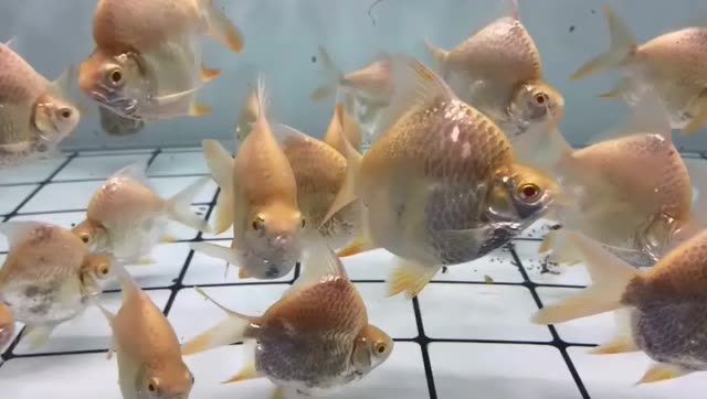 短身元寶鯽魚：短身元寶鯽魚在生態系統中發揮著重要的作用和作用 短身元寶鯽魚：短身元寶鯽魚在生態系統中發揮著重要的作用和作用 元寶鯽