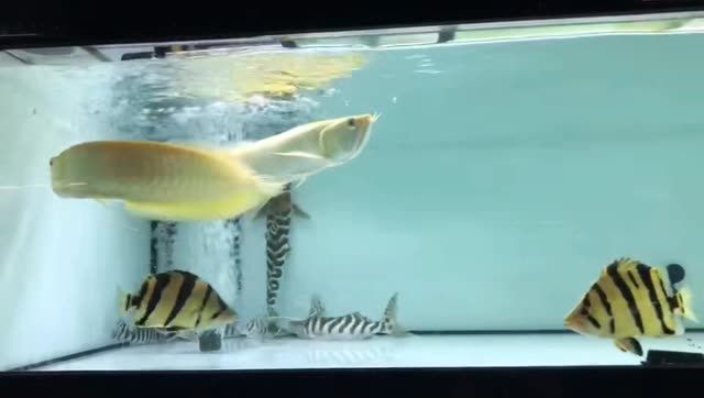 虎魚+黃化銀龍+斑馬鴨嘴混養：虎魚、黃化銀龍+斑馬鴨嘴混養