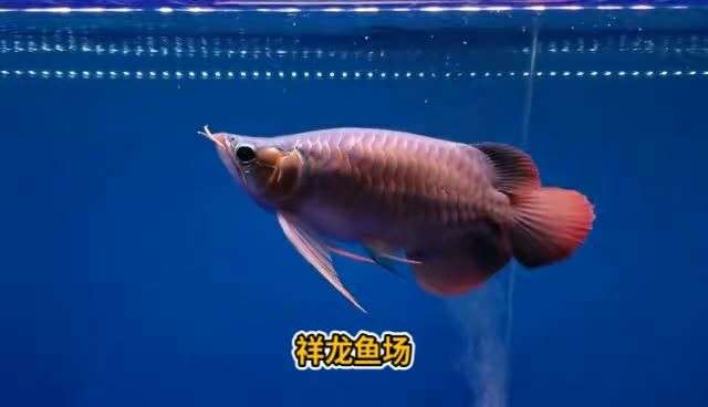 28公分短身戰(zhàn)車紅龍：28公分短身戰(zhàn)車紅龍戰(zhàn)車 28公分短身戰(zhàn)車紅龍：28公分短身戰(zhàn)車紅龍戰(zhàn)車 戰(zhàn)車紅龍魚