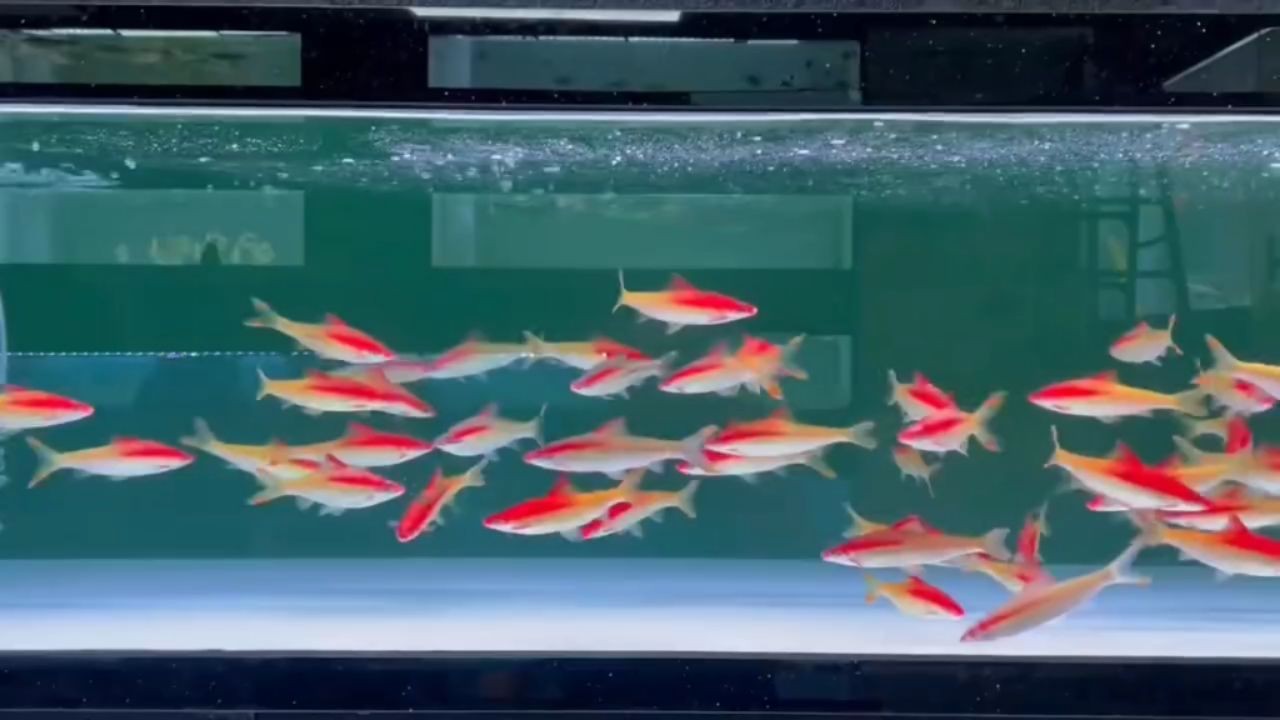 [2025]一眉道人魚出新品了：黃金一眉道人：一眉道人推出新款產(chǎn)品，一眉道人魚2025新品首發(fā)，黃金一 [2025]一眉道人魚出新品了：黃金一眉道人：一眉道人推出新款產(chǎn)品，一眉道人魚2025新品首發(fā)，黃金一 龍魚論壇
