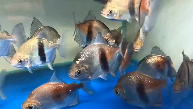 粗線銀版魚批發：粗線銀版魚批發市場 粗線銀版魚批發：粗線銀版魚批發市場 混養魚（配魚）