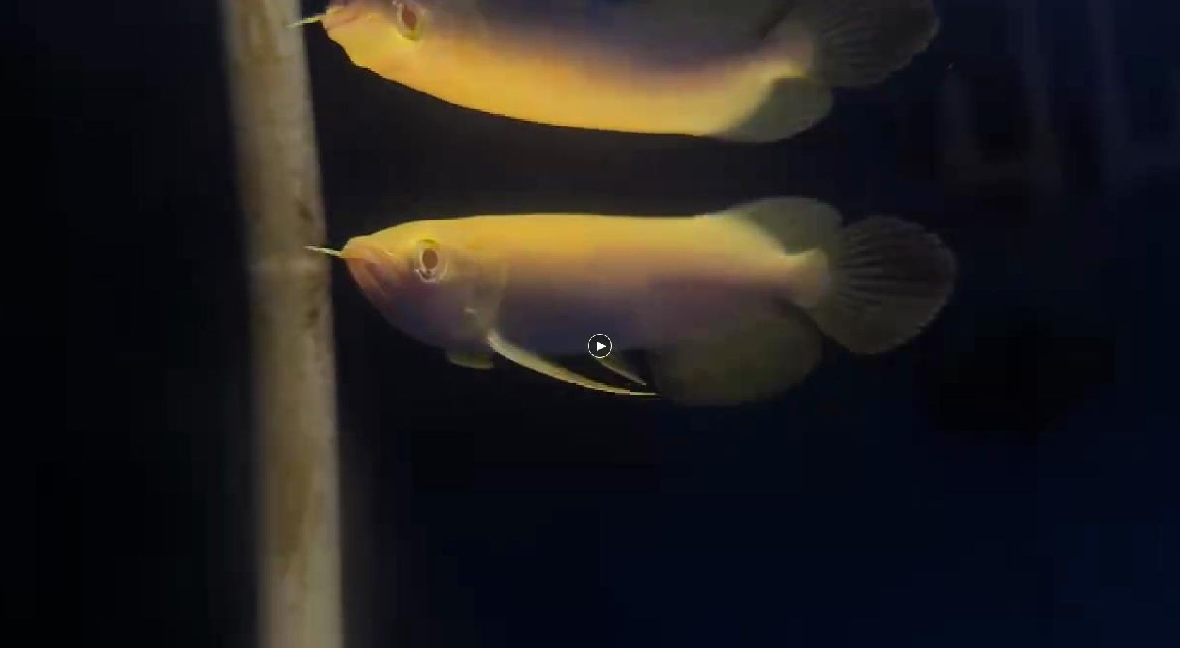 白子金龍魚苗,高端白子過背金龍魚,白子金龍魚苗,家里有魚勝過有礦,快來看看這款高端白子過背金龍魚,高端白子金龍魚苗,家中觀賞勝于財富,高端白子過背金龍魚苗,家中觀賞勝于財富的奢華之選,奢華之選,高端白子過背金龍魚苗,家中觀賞勝于財富