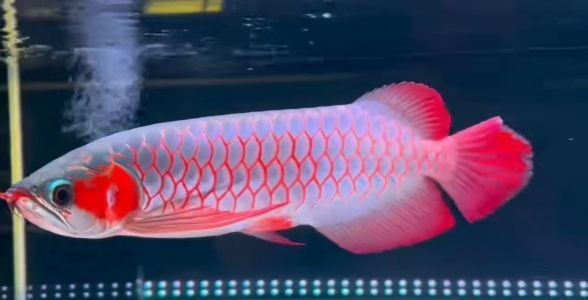 絕美品相,白玉紅龍魚,高貴典雅,水族翹楚,白玉紅龍魚,絕美品相,水族界的典雅翹楚,絕美品相白玉紅龍魚,水族界的典雅翹楚