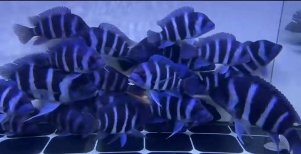 薩伊藍魚:水族箱中的藍色魅影,養殖與鑒賞全攻略
