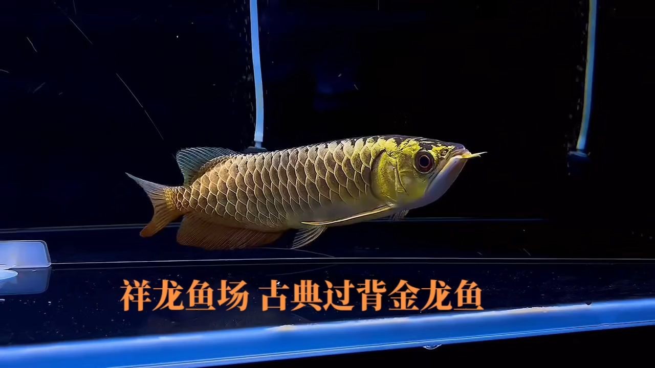 詳細(xì)閱讀:祥龍魚場(chǎng)古典過背金龍魚:古典過背金龍魚 祥龍魚場(chǎng)古典過背金龍魚:古典過背金龍魚