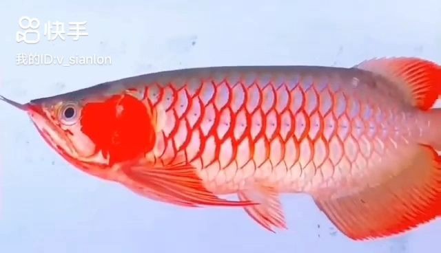 三只白玉紅龍魚欣賞：三只白玉紅龍魚 三只白玉紅龍魚欣賞：三只白玉紅龍魚 白玉紅龍魚