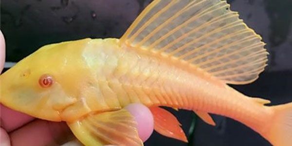 女王大帆魚：女王大帆魚是海洋中的頂級掠食者 女王大帆魚：女王大帆魚是海洋中的頂級掠食者 女王大帆魚
