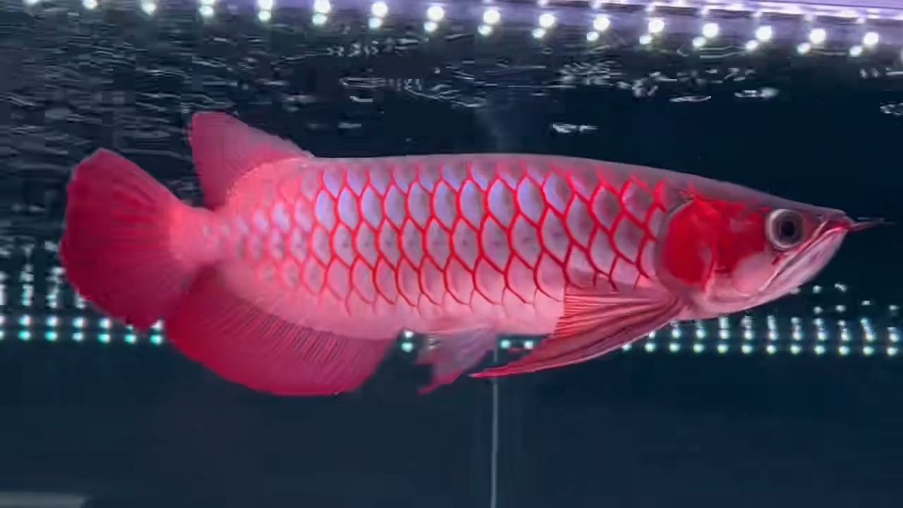 [2025]50公分超血紅龍魚：超血紅龍魚是一種體型較大，顏色鮮艷的魚類