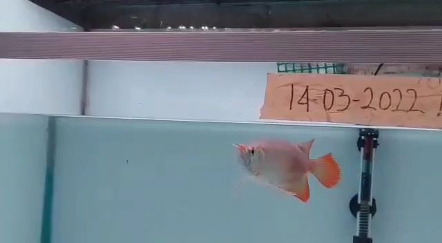 印尼魚場自選紅龍福龍魚：印尼自選紅龍福龍魚 印尼魚場自選紅龍福龍魚：印尼自選紅龍福龍魚 紅龍福龍魚