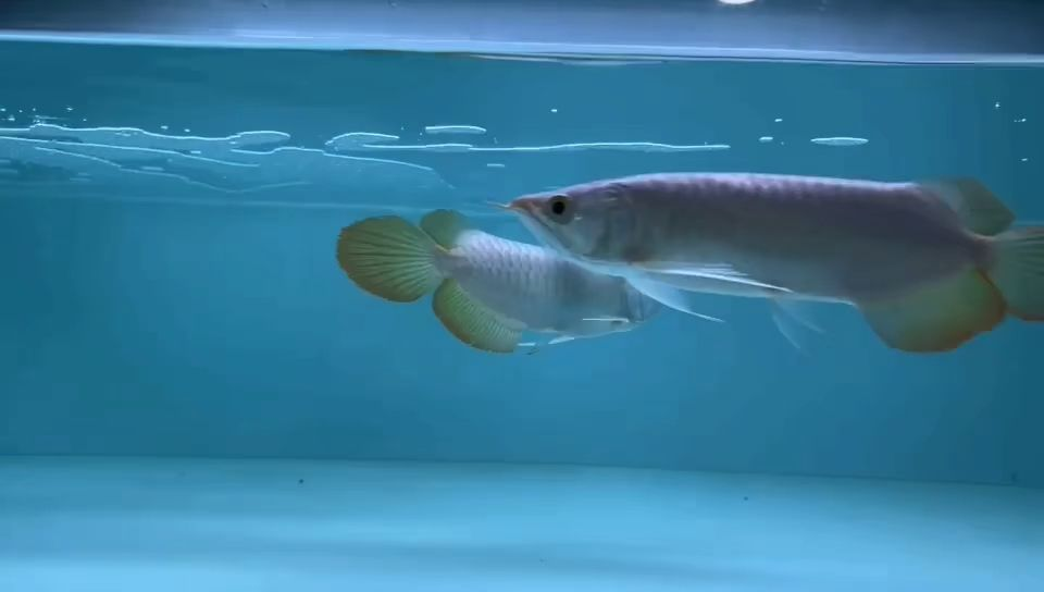 這品質(zhì)的紅龍魚(yú)沒(méi)得說(shuō)，紅龍魚(yú)的養(yǎng)殖要點(diǎn)，紅龍魚(yú)養(yǎng)殖指南，品質(zhì)與技巧全解析，紅龍魚(yú)養(yǎng)殖指南，品質(zhì)鑒賞與養(yǎng)殖技巧全解析
