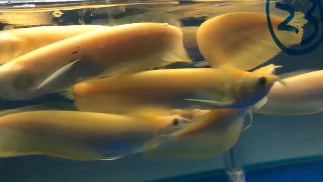 黃化銀龍：黃化銀龍是一種觀賞魚，以其獨(dú)特的黃色和銀色鱗片為特征