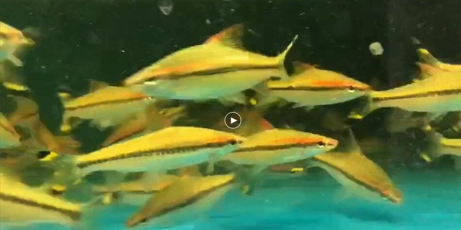 [2025]大尺寸一眉道人魚：大尺寸一眉道人魚是一種具有特殊形態和象征意義的藝術品，20250719大尺寸一眉道人魚，融合特殊形態與象征意義的