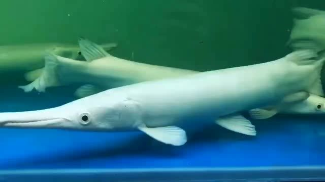 廣州白化火箭魚批發：廣州白化火箭魚批發市場趨勢、調整經營策略至關重要 廣州白化火箭魚批發：廣州白化火箭魚批發市場趨勢、調整經營策略至關重要 白化火箭魚
