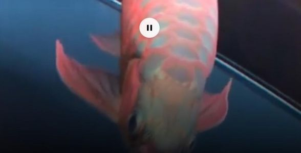 印尼戰車紅龍魚：奢華炫紅，熱帶魚中的印尼戰車 印尼戰車紅龍魚：奢華炫紅，熱帶魚中的印尼戰車 戰車紅龍魚