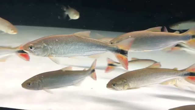 祥龍魚場 黃金河虎猛魚,廣州祥龍魚場觀賞魚進口批發,廣州祥龍魚場是專業的進口批發商,專注于黃金河虎猛魚的展示和銷售,廣州祥龍魚場專業批發進口黃金河虎猛魚,廣州祥龍魚場專業批發進口黃金河虎猛魚 黃金河虎魚 黃金河虎猛魚,廣州祥龍魚場觀賞魚進口批發,廣州祥龍魚場是專業的進口批發商,專注于黃金河虎猛魚的展示和銷售,廣州祥龍魚場專業批發進口黃金河虎猛魚,廣州祥龍魚場專業批發進口黃金河虎猛魚 黃金河虎猛魚,廣州祥龍魚場觀賞魚進口批發,廣州祥龍魚場是專業的進口批發商,專注于黃金河虎猛魚的展示和銷售,廣州祥龍魚場專業批發進口黃金河虎猛魚,廣州祥龍魚場專業批發進口黃金河虎猛魚 黃金河虎魚