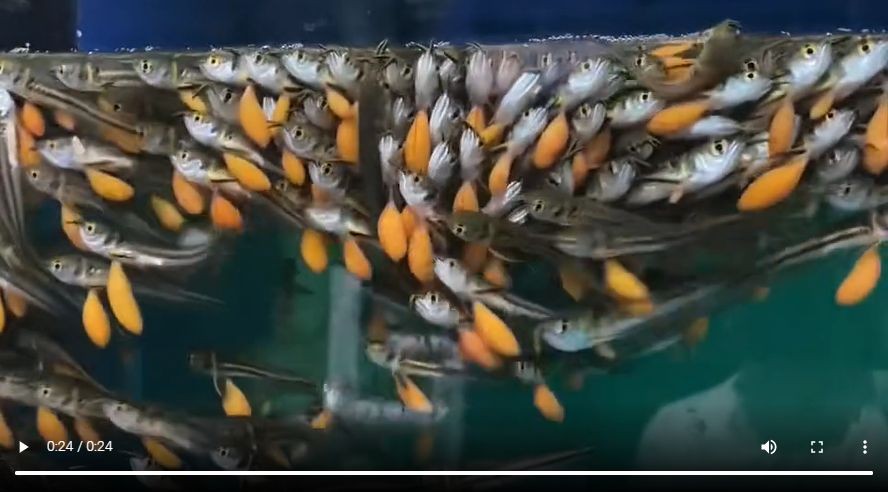 野生帶蛋銀龍魚苗：野生帶蛋銀龍魚苗的保護 野生帶蛋銀龍魚苗：野生帶蛋銀龍魚苗的保護 銀龍魚