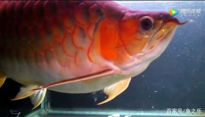 龍魚有飼養價值嗎視頻：龍魚，水族世界中的璀璨明珠，飼養價值幾何？