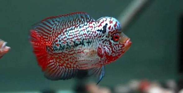 飼料 泰國金花羅漢魚批發:優選品質,打造獨特水族景觀 羅漢魚批發 泰國金花羅漢魚批發:優選品質,打造獨特水族景觀 泰國金花羅漢魚批發:優選品質,打造獨特水族景觀 羅漢魚批發
