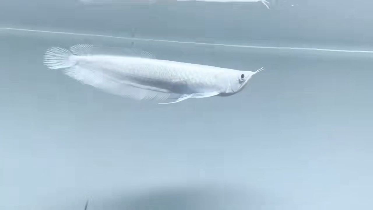 [2025]價值5位數的高端雪龍魚：5位數的高端雪龍魚，2025.07.19重磅，五位數天價雪龍魚