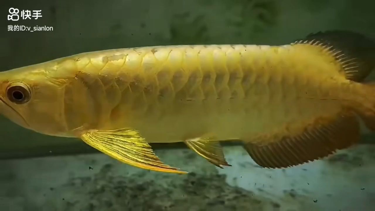 龍魚干蝦有營養嗎 全盔金頭過背金龍魚:全盔金頭過背金龍魚成為了許多人收藏和飼養的對象 金頭過背金龍魚 全盔金頭過背金龍魚:全盔金頭過背金龍魚成為了許多人收藏和飼養的對象 全盔金頭過背金龍魚:全盔金頭過背金龍魚成為了許多人收藏和飼養的對象 金頭過背金龍魚