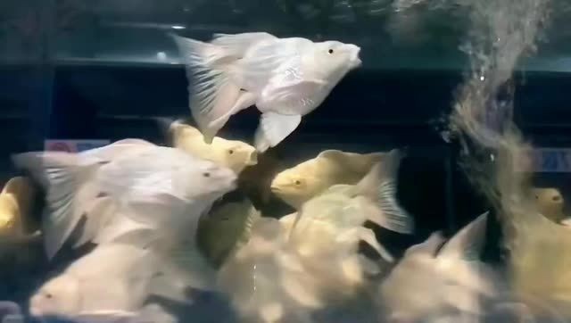 精品球型蝴蝶鯉魚：“精品球型蝴蝶鯉魚”的新型魚類，適合初學(xué)者的觀賞魚