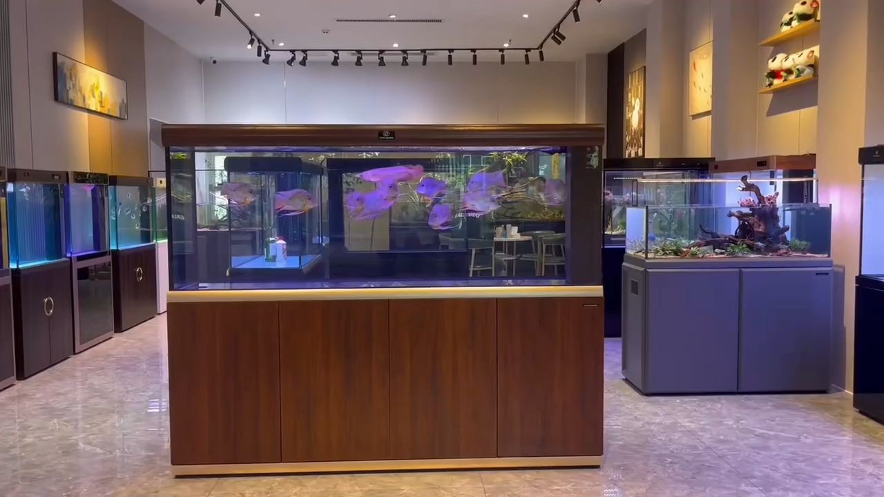可麗愛愛唯希魚缸：可麗愛愛唯希魚缸怎么樣 可麗愛愛唯希魚缸：可麗愛愛唯希魚缸怎么樣 混養(yǎng)魚（配魚）