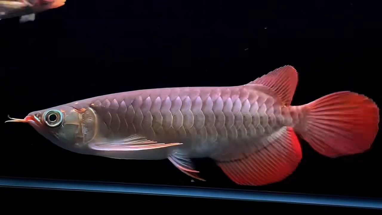 24公分大鰭大尾紅龍魚：24公分大鰭大尾紅龍魚的養殖與鑒賞