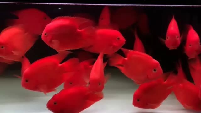 小財神魚批發：小財神魚批發是一種針對商業活動的產品 小財神魚批發：小財神魚批發是一種針對商業活動的產品 財神鸚鵡魚