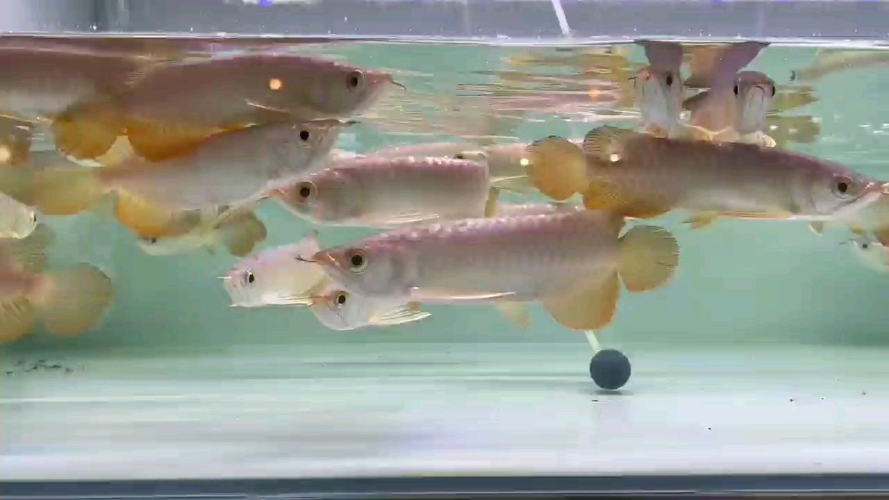 2025高背金龍魚(yú)批發(fā)，2025高背金魚(yú)批發(fā)，一群小高背，2025高背金龍魚(yú)及小高背金魚(yú)批發(fā)