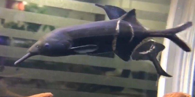 探索非洲象鼻魚的神秘世界：生態習性、觀賞價值與保護之道 探索非洲象鼻魚的神秘世界：生態習性、觀賞價值與保護之道 非洲象鼻魚
