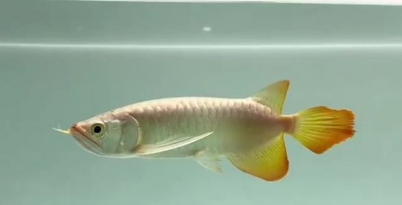 [2025]高品質紅龍魚盡在祥龍魚場，品質保證，信譽卓越，祥龍魚場2025紅龍魚新品上市，品質保證，信譽領航！
