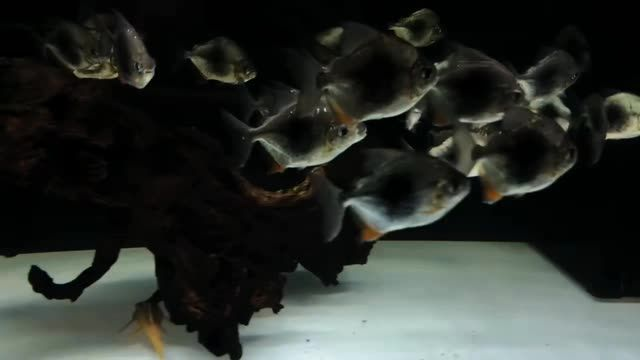黑桃A魚群養(yǎng)漂亮：黑桃a魚是魚缸中的一道亮麗風(fēng)景線 黑桃A魚群養(yǎng)漂亮：黑桃a魚是魚缸中的一道亮麗風(fēng)景線 黑桃A魚