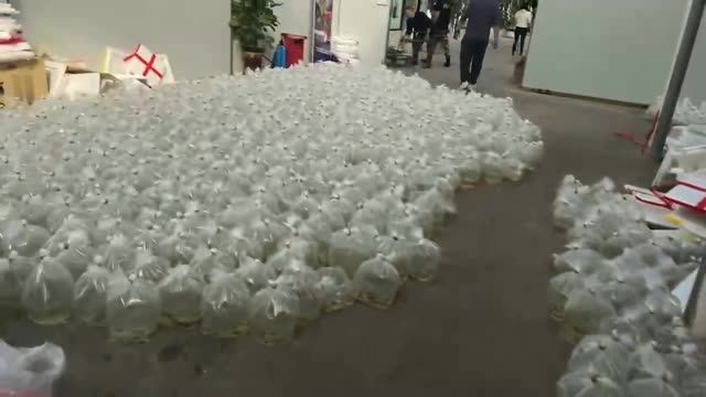 野生銀龍魚苗發貨中：野生銀龍魚苗已成功發貨