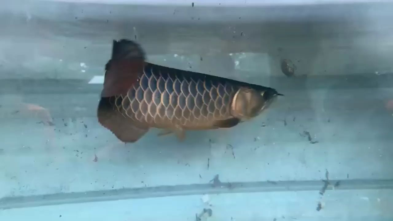 祥龍藍珀系列,藍珀金龍魚的極致魅力 藍底過背金龍魚 祥龍藍珀系列,藍珀金龍魚的極致魅力 祥龍藍珀系列,藍珀金龍魚的極致魅力 藍底過背金龍魚