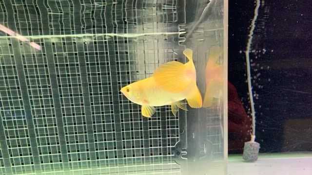 2025年白子金龍魚與紅尾金龍魚(紅尾龍魚)養殖核心要點解析