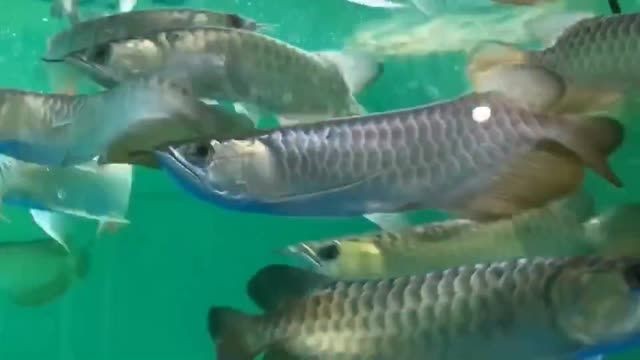[2025]小藍底過背金龍魚：小型藍色背金龍魚