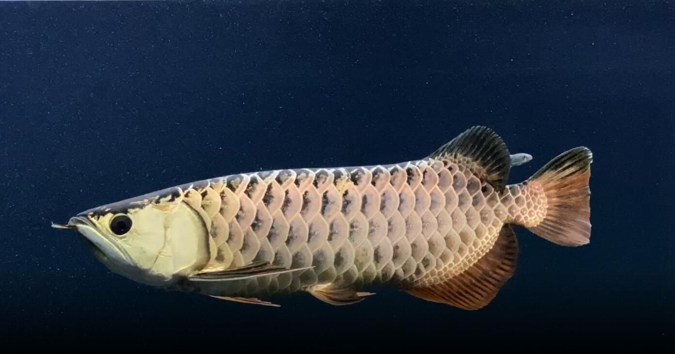 祥龍古典過背金龍魚40cm:祥龍古典過背金龍魚