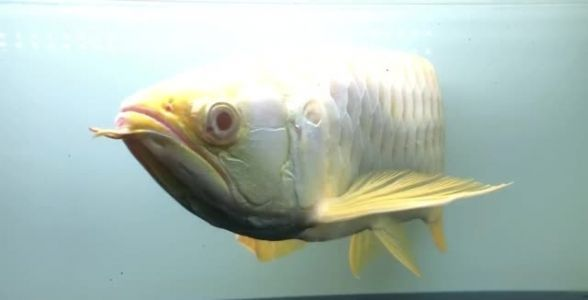 珍稀之選,55cm白子金龍魚,鎮店之寶展現非凡魅力,珍稀金龍魚55cm,鎮店之寶,展現非凡魅力