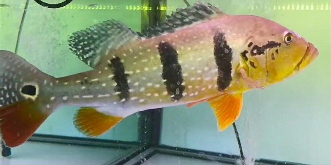 帝王三間魚：帝王三間魚不僅是一道美味佳肴，更是人們追求健康生活的優(yōu)選食材 帝王三間魚：帝王三間魚不僅是一道美味佳肴，更是人們追求健康生活的優(yōu)選食材 帝王三間魚